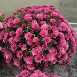 Pink Mum Plant Live - 4 to 6 Inch Hardy Chrysanthemum Perennial for Home Garden