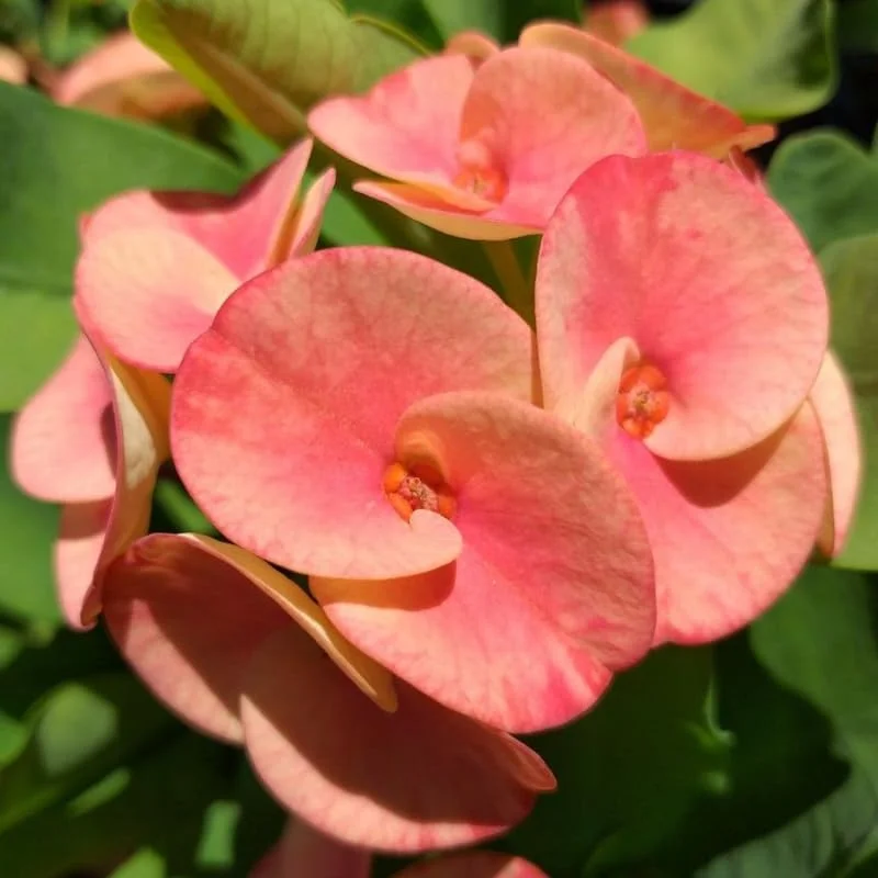 Pink Salmon Crown of Thorns Plant Live - 5-8" Euphorbia Milii - No Pot