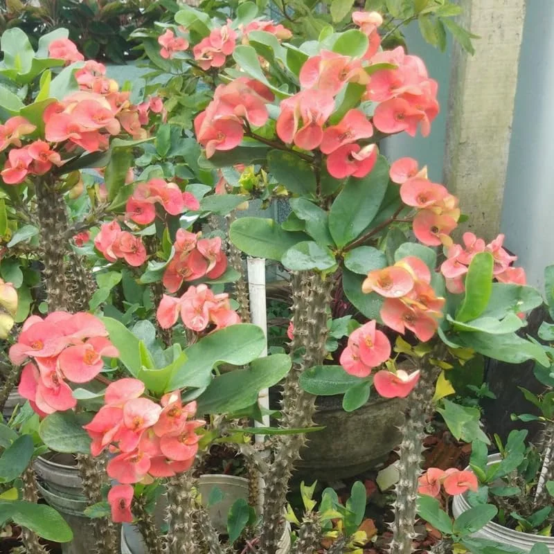 Pink Salmon Crown of Thorns Plant Live - 5-8" Euphorbia Milii - No Pot