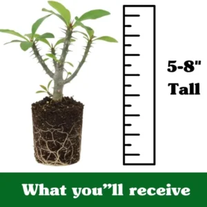 Pink Salmon Crown of Thorns Plant Live - 5-8