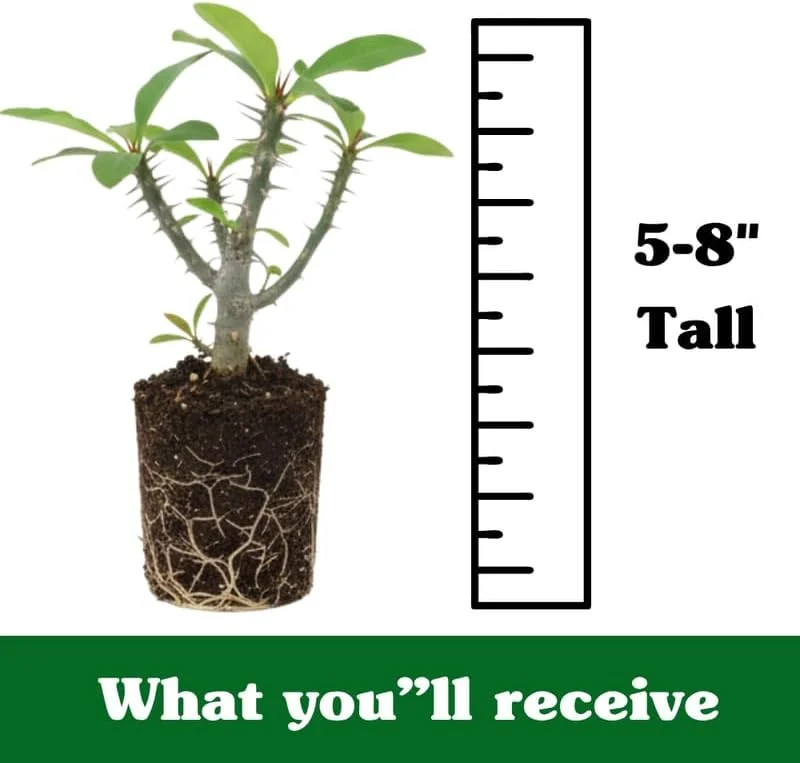 Pink Salmon Crown of Thorns Plant Live - 5-8" Euphorbia Milii - No Pot