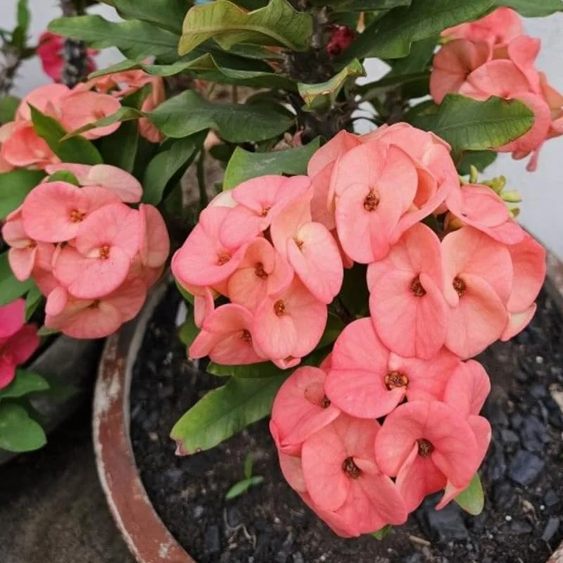 Pink Salmon Crown of Thorns Plant Live - 5-8" Euphorbia Milii - No Pot