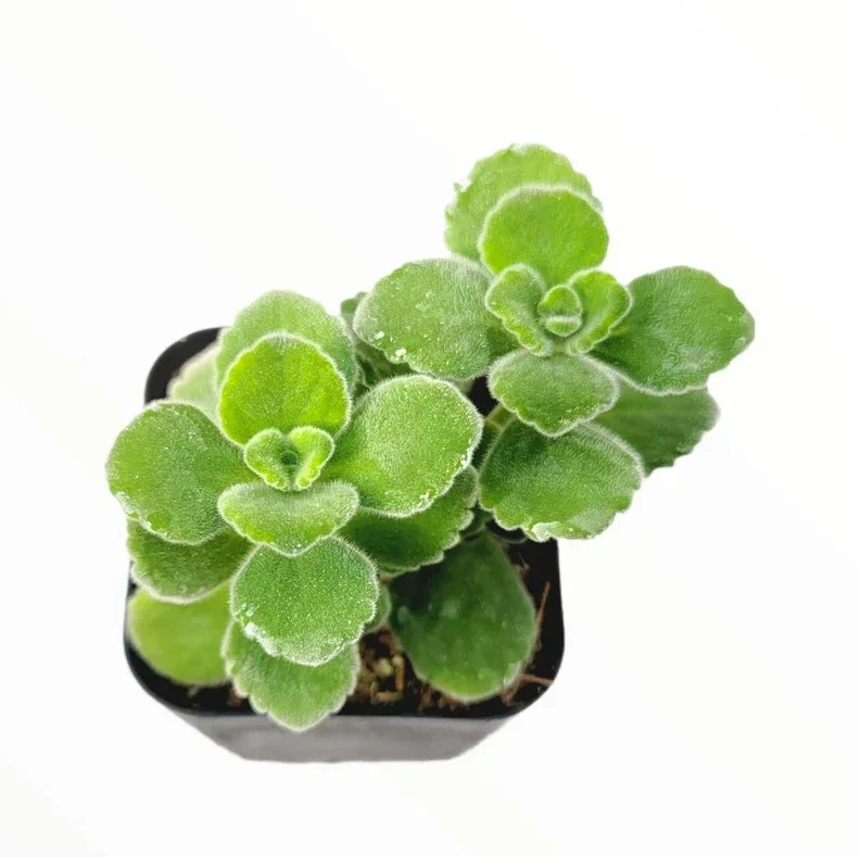 Plectranthus Tomentosa Vicks Plant Succulent - 2 Inch Potted Home Garden Decor