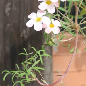 Polar Aurora Oxalis Live Starter Plant for Planting, Oxalis Plant in Home Garden, 4