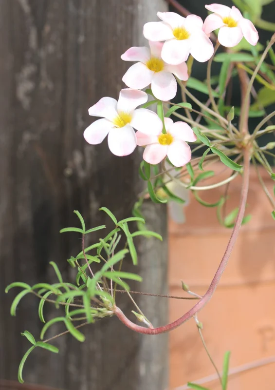 Polar Aurora Oxalis Live Starter Plant for Planting, Oxalis Plant in Home Garden, 4"Pot
