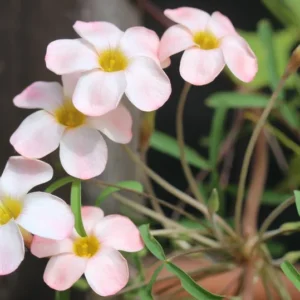 Polar Aurora Oxalis Live Starter Plant for Planting, Oxalis Plant in Home Garden, 4