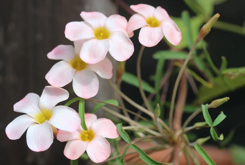 Polar Aurora Oxalis Live Starter Plant for Planting, Oxalis Plant in Home Garden, 4"Pot