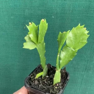 Purple Christmas Cactus Live Plant for Planting, Holiday Cactus Flowers Crab Cactus Plant 5 to 6 Inch Tall, 2 Small Plants in 3 Inch Pot