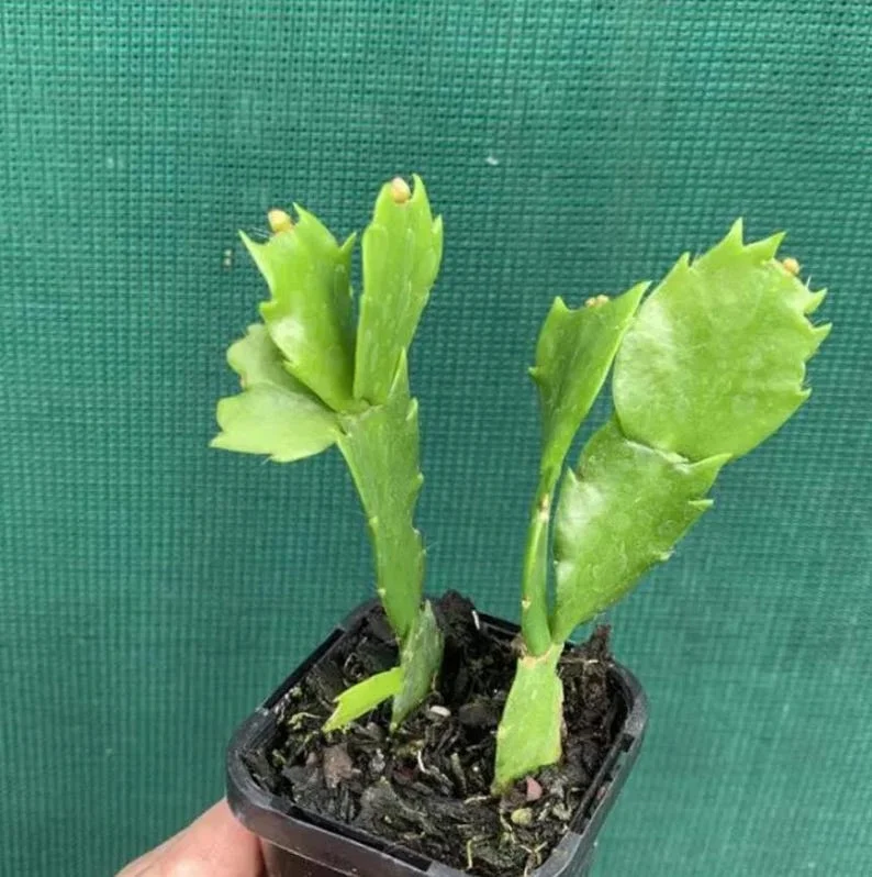 Purple Christmas Cactus Live Plant for Planting, Holiday Cactus Flowers Crab Cactus Plant 5 to 6 Inch Tall, 2 Small Plants in 3 Inch Pot