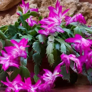 Purple Christmas Cactus Live Plant for Planting, Holiday Cactus Flowers Crab Cactus Plant 5 to 6 Inch Tall, 2 Small Plants in 3 Inch Pot