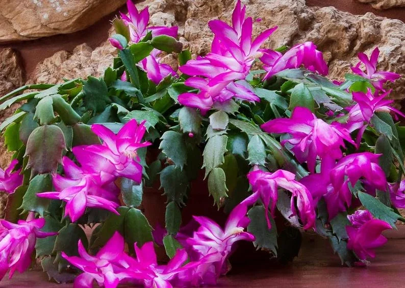 Purple Christmas Cactus Live Plant for Planting, Holiday Cactus Flowers Crab Cactus Plant 5 to 6 Inch Tall, 2 Small Plants in 3 Inch Pot