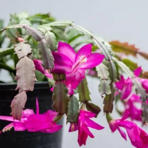 Purple Christmas Cactus Live Plant for Planting, Holiday Cactus Flowers Crab Cactus Plant 5 to 6 Inch Tall, 2 Small Plants in 3 Inch Pot