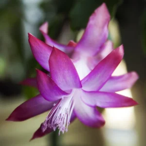 Purple Christmas Cactus Live Plant for Planting, Holiday Cactus Flowers Crab Cactus Plant 5 to 6 Inch Tall, 2 Small Plants in 3 Inch Pot