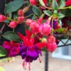 Purple Fuchsia Plant Set - Ornamental Flowering Garden Plant 3-5 Inches