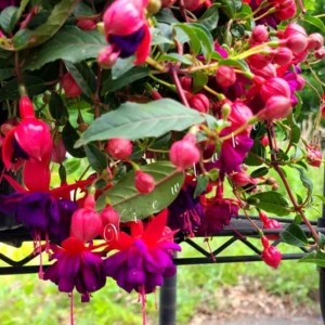 Purple Fuchsia Plant Set - Ornamental Flowering Garden Plant 3-5 Inches