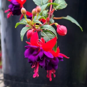 Purple Fuchsia Plant Set - Ornamental Flowering Garden Plant 3-5 Inches