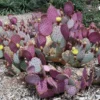 Purple Opuntia Santarita Cactus Plants - 2 Live Succulents, 5-7 Inches Tall, Purple Pads