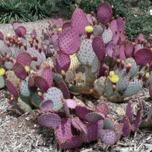 Purple Opuntia Santarita Cactus Plants - 2 Live Succulents, 5-7 Inches Tall, Purple Pads