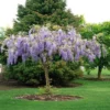 Purple Wisteria Plant Plug/Seedling - 6-12" Height - Flowering Vine