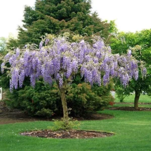 Purple Wisteria Plant Plug/Seedling - 6-12" Height - Flowering Vine