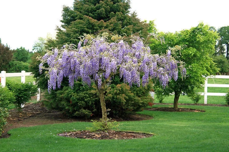 Purple Wisteria Plant Plug/Seedling - 6-12" Height - Flowering Vine
