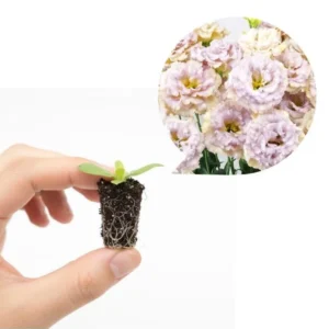 Lisianthus Chateau Blue Plug - Live Starter Plant 1-3 inch - Well Rooted