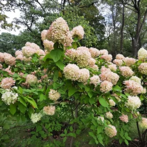 Live Hydrangea Plant, Hydrangea Tree Live Plants, Pink White Flowers, Dormant, 5 to 7 Inch Tall Well-Rooted for Growing