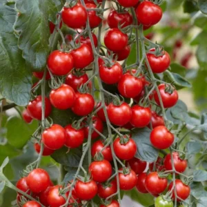 Cherry Tomato Live Plant – Heirloom Vegetable Plant – 4-7 Inch Tall – Outdoor - Image 9