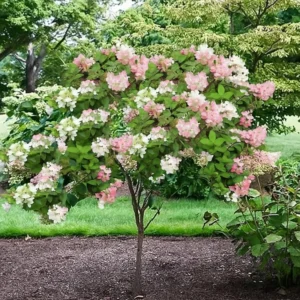 Live Hydrangea Plant, Hydrangea Tree Live Plants, Pink White Flowers, Dormant, 5 to 7 Inch Tall Well-Rooted for Growing