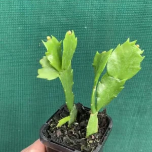 Orange Christmas Cactus – Live plant – 3-6 inches – Indoor - Image 10