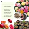 Ranunculus Bulbs Mix - 25 Corms for Planting - French Peony Buttercups