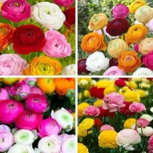 Ranunculus Bulbs Mix - 25 Corms for Planting - French Peony Buttercups
