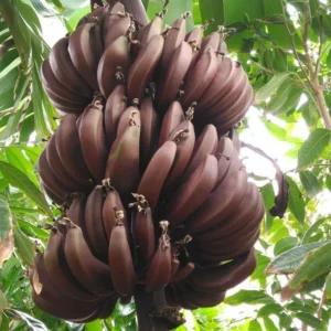 Red Banana Tree - 4-8 Inch Tropical Plant for Home Gardens