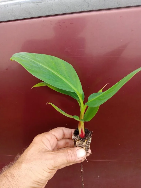 Red Banana Tree - 4-8 Inch Tropical Plant for Home Gardens