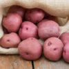 Red Potato Seeds - 60 True Potato Seeds for Outdoor Growing - Easy to Plant