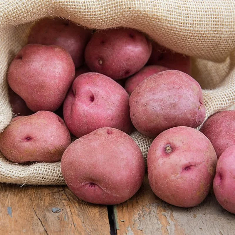 Red Potato Seeds - 60 True Potato Seeds for Outdoor Growing - Easy to Plant