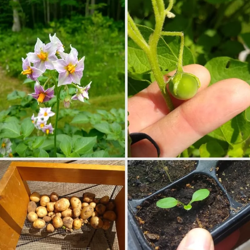 Red Potato Seeds - 60 True Potato Seeds for Outdoor Growing - Easy to Plant