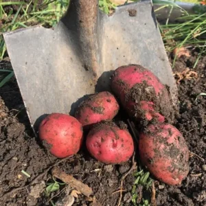 Red Potato Seeds - 60 True Potato Seeds for Outdoor Growing - Easy to Plant