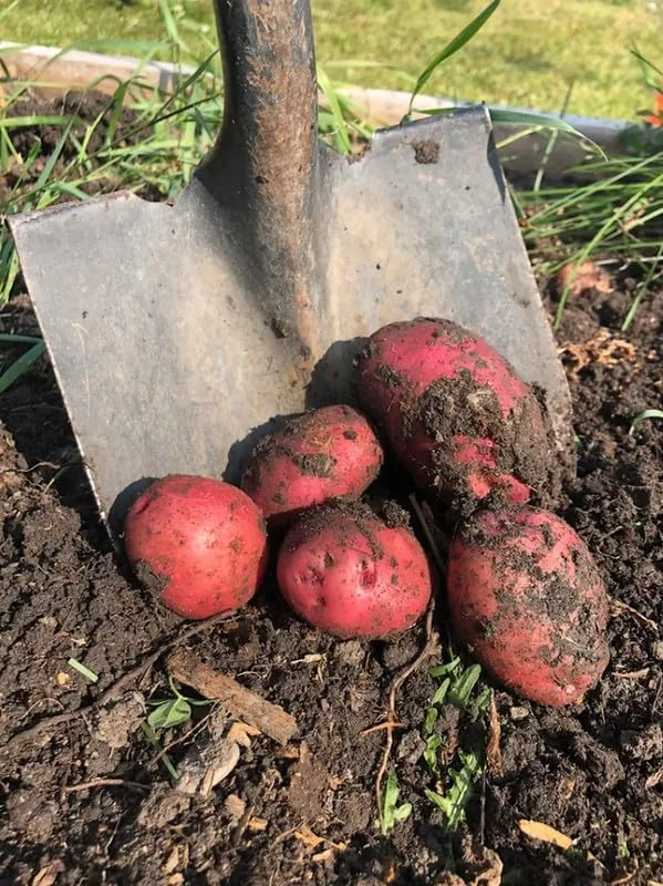 Red Potato Seeds - 60 True Potato Seeds for Outdoor Growing - Easy to Plant