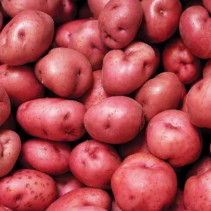 Red Potato Seeds - 60 True Potato Seeds for Outdoor Growing - Easy to Plant