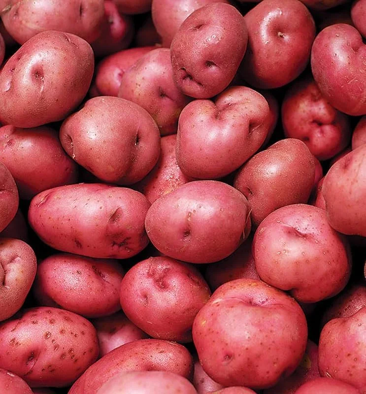 Red Potato Seeds - 60 True Potato Seeds for Outdoor Growing - Easy to Plant