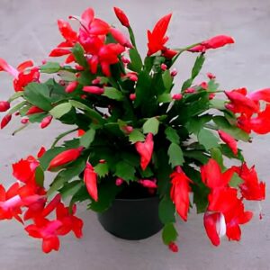 Red Christmas Cactus Live Plant 2 Inch Pot Holiday Decor