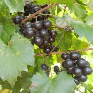 Set of 3 Black Muscadine Grape Plants Live, 4-6