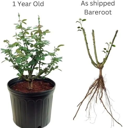 Rose Bush Live Plant Hybrid Tea Rose 5-9 Inch Red Fragrant Flowers