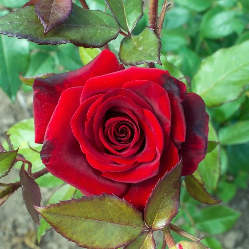 Rose Bush Live Plant Hybrid Tea Rose 5-9 Inch Red Fragrant Flowers