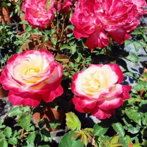 Rose Plant Live, Rose Bushes Ready To Plant, Fragrant Rose Flower, 5-9 Inc Tall, Well Rooted, No Pot, Rose Blooms