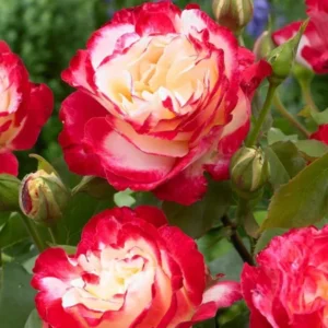 Rose Plant Live, Rose Bushes Ready To Plant, Fragrant Rose Flower, 5-9 Inc Tall, Well Rooted, No Pot, Rose Blooms