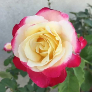 Rose Plant Live, Rose Bushes Ready To Plant, Fragrant Rose Flower, 5-9 Inc Tall, Well Rooted, No Pot, Rose Blooms