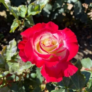 Rose Plant Live, Rose Bushes Ready To Plant, Fragrant Rose Flower, 5-9 Inc Tall, Well Rooted, No Pot, Rose Blooms