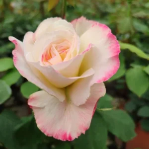 Rose Plant Live, Rose Bushes Ready To Plant, Fragrant Rose Flower, 5-9 Inc Tall, Well Rooted, No Pot, Rose Blooms